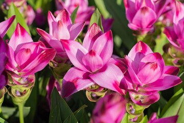 Curcuma plant with its exotic appearance and extravagant flowers