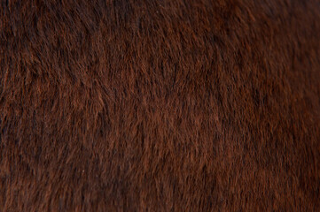 Beautiful spotted fur close-up. Texture of brown animal wool. Dog fur.