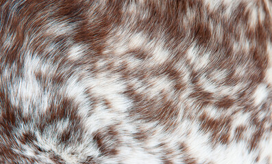 Beautiful spotted fur close-up. Texture of brown animal wool. Dog fur.