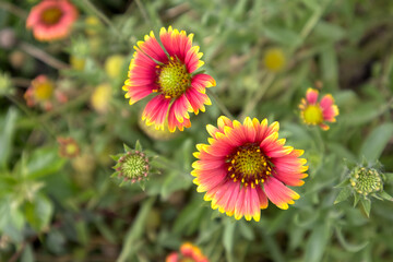 wild red and yellow flowers