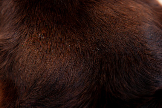 Beautiful Spotted Fur Close-up. Texture Of Brown Animal Wool. Dog Fur.