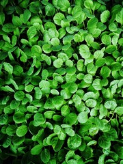 green leaves background