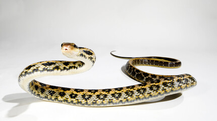 Taiwan-Schönnatter // Taiwan Beauty Snake (Elaphe taeniura friesi)