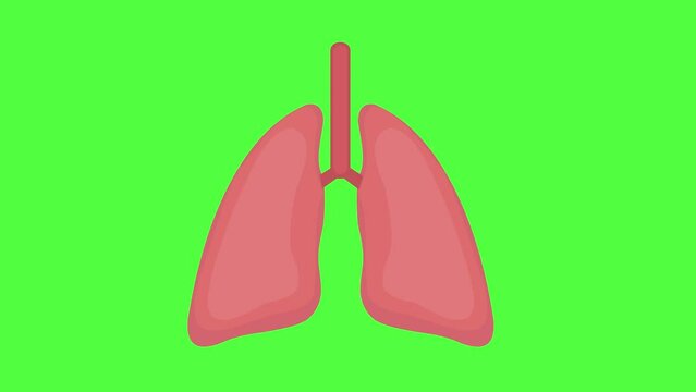 Human lungs functioning animation on green screen background