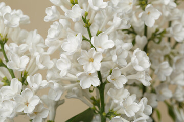 Bunch of lilac white color isolated on beige background.