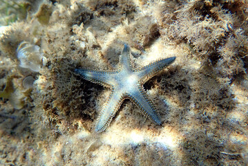 Underwater image of Mediterranean sand sea-star