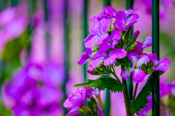 Close up of Honesty purple flower at srping in Saint Vallier, France