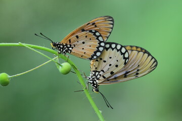 butterfly on a flower