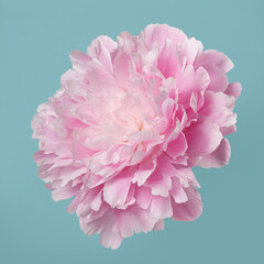 Soft pink peony flower isolated on blue background.