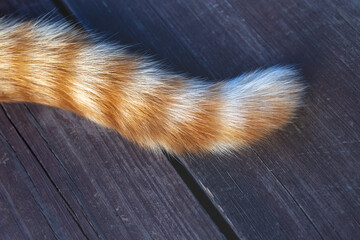 Tail of a ginger cat, detail