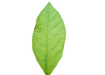 Naklejka na ściany i meble Single green young teak or tectona grandis leaf ,isolated on white background. Concept : Botanical plant. Tropical hardwood tree species. 