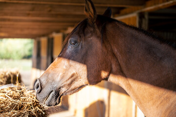 Horse portrait in the stable, hay. Bay Arabian Horse in the rays of the setting sun