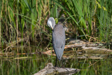 gray heron (ardea cinerea) standing in green environment