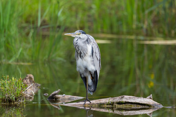 gray heron (ardea cinerea) standing in on branch in water