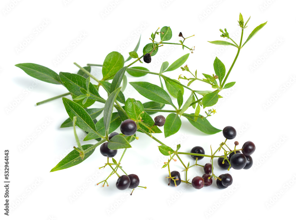 Wall mural Rubia tinctorum, the rose madder or common madder or dyer's madder. Isolated on white background