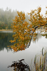 A yellow birch hanging above the water surface of the smallest and southernmost Svartdalstjerna Lakes of the Totenaasen Hills, Norway, at fall.