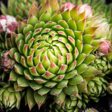 coeur &eacute;toil&eacute; d'une plante grasse