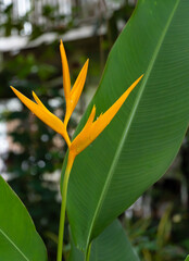 Heliconia psittacorum or Parrot beak, orange canna flower Inflorescences are formed in the middle...