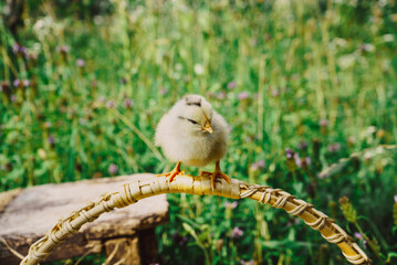 a little chicken sits on a basket handle in the garden on a green natural background 1
