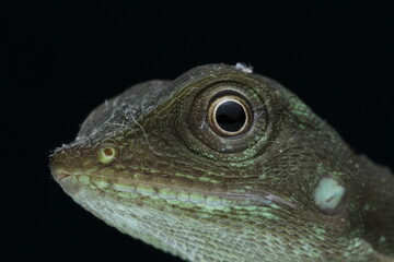 close up of a lizard