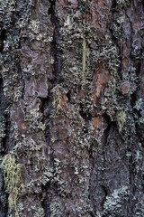 Rough texture of pine tree bark close-up.