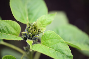 Sunflower flower bud close up