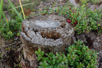 An old decrepit stump with ripe cranberries growing near it. cranberries.
