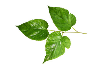 green leaves isolated on white background