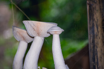 Calocybe indica, commonly known as the milky white mushroom, is a species of edible mushroom native to India.