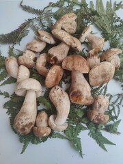 mushrooms in the market