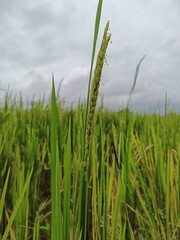 Beautiful green paddy field, rice field in Beautiful Nature background