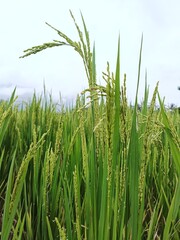 Beautiful green paddy field, rice field in Beautiful Nature background
