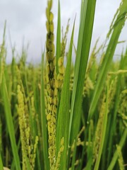 Fototapeta na wymiar Beautiful green paddy field, rice field in Beautiful Nature background