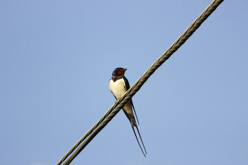 bird on a wire