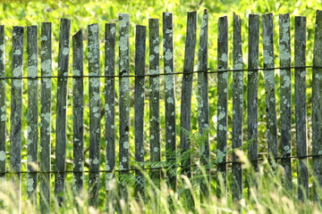 green grass and fence