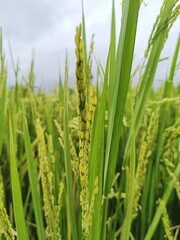 Beautiful green paddy field, rice field in Beautiful Nature background