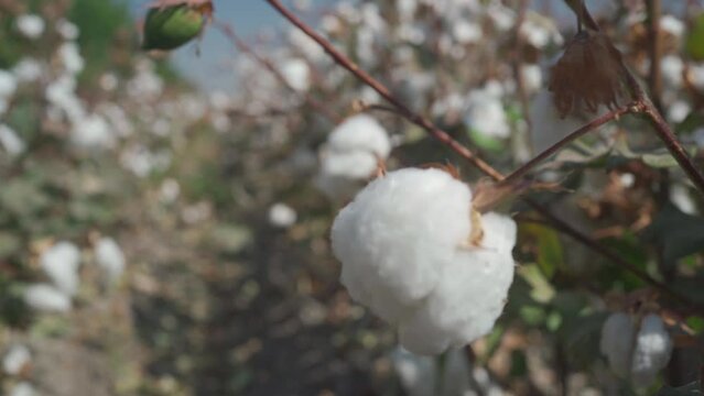 Close-up of ripe cotton balls on a branch