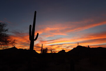Sonoran Desert Saguaro Sunset