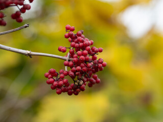 red currant berries