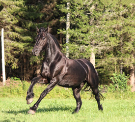 black stallion galloping across the field