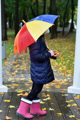 Obraz premium Rear view of a girl with a bright umbrella against the background of a wet park path in fallen autumn leaves.