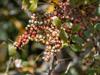 red currant bush