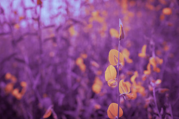yellow wild flowers on blurred background with copy space using as background natural flora. ecology cover page concept. violet toned.