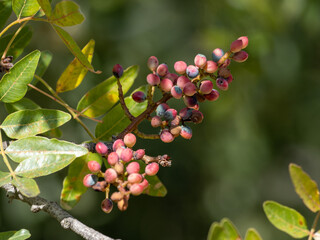 red currant bush