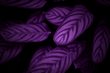 Obraz premium beautiful dark purple leaves foliage natural floral background. violet tone nature background.