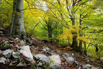 autumn tree in matese park