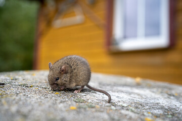 house mouse Mus musculus on the background of a country house