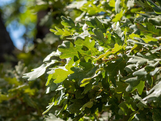 leaves on a branch