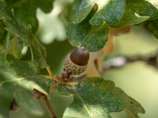 acorn on oak leaf
