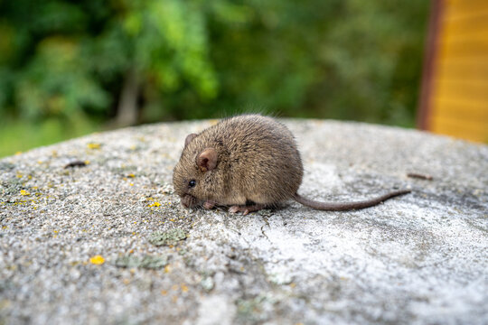 house mouse Mus musculus on the background of a concrete pedestal